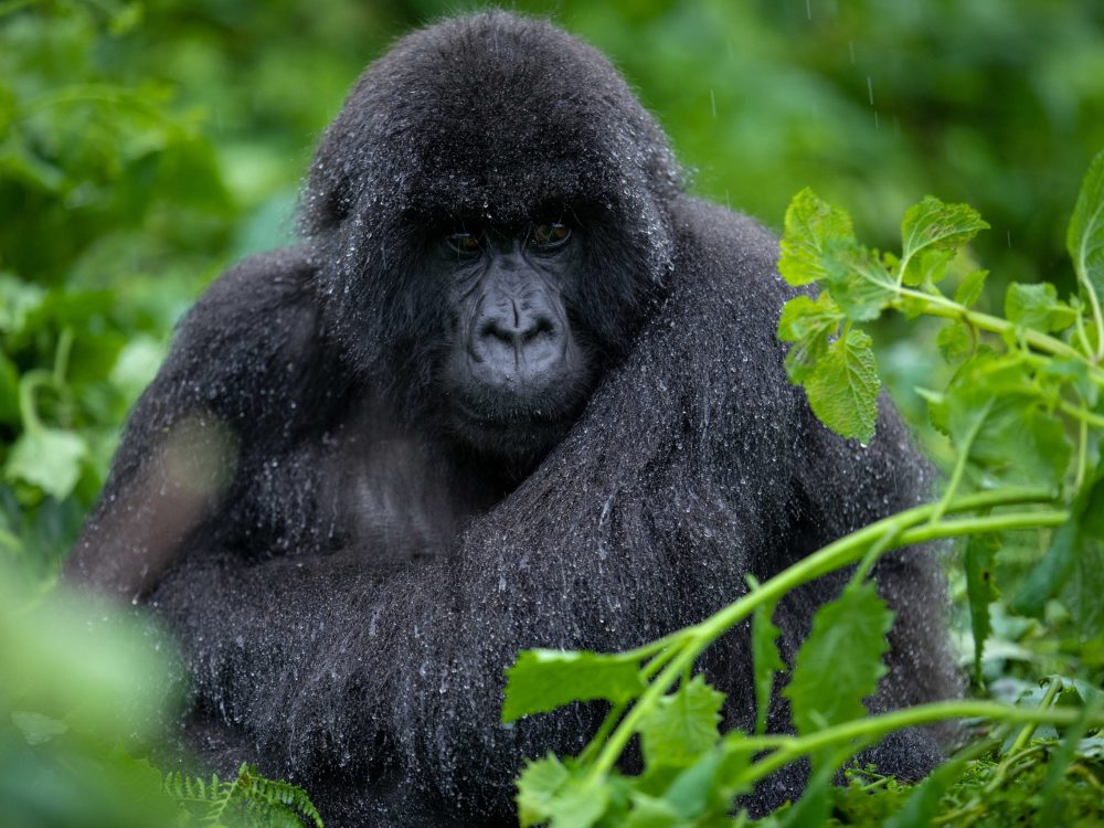 Mountain_gorilla_from_Susa_Group_in_Karisimbi_thicket_of_Volcanoes_National_Park_in_Rwanda._Emmanuel_Kwizera